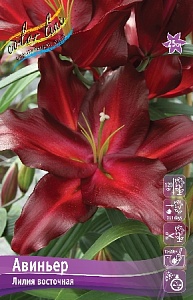 Лилия Авиньер 1шт (КолЛайн) 5шт/уп