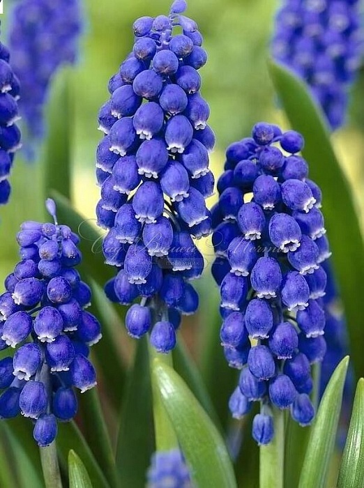 Мускари Суперстар 8/9 1шт (КолЛайн) 5шт/уп