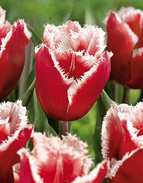 Тюльпан Нью Санта 1шт (КолЛайн) 3шт/уп бахромчатый