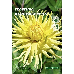 Георгина Кеннемерленд 1шт (Садовита)