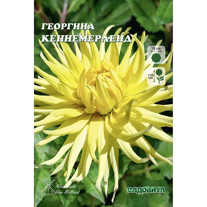 Георгина Кеннемерленд 1шт (Садовита)