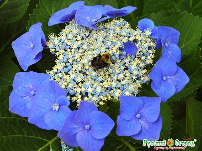 Гортензия Блаумейзе крупнолистовая 1шт (КолЛайн)