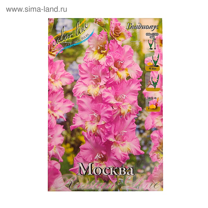 Гладиолус Москва 1шт 12/14 (КолЛайн) 7шт/уп