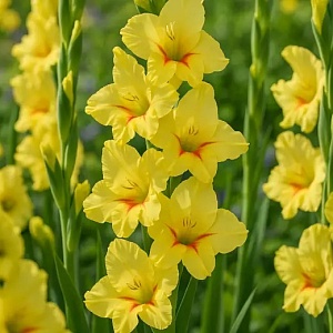 Гладиолус Максиал 1шт (КолЛайн) 8шт/уп