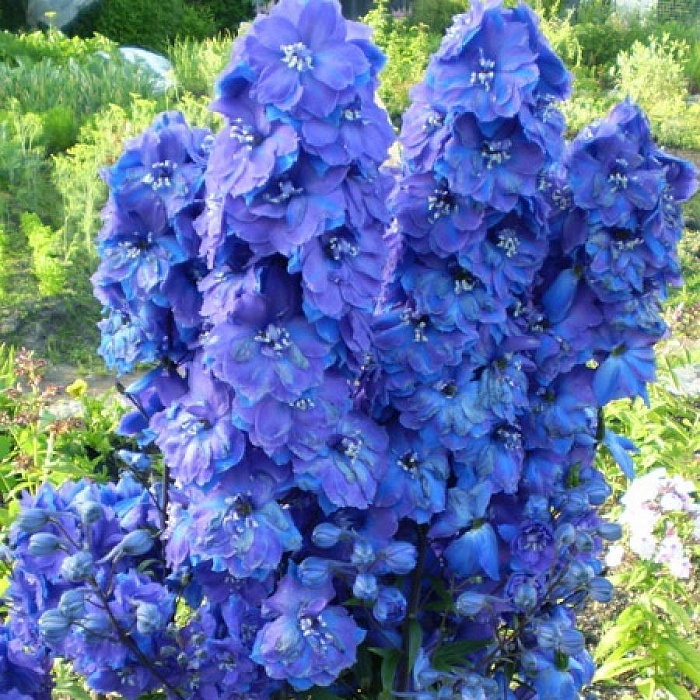 Дельфиниум Делфиз Холланд Глори 1шт (КолЛайн)