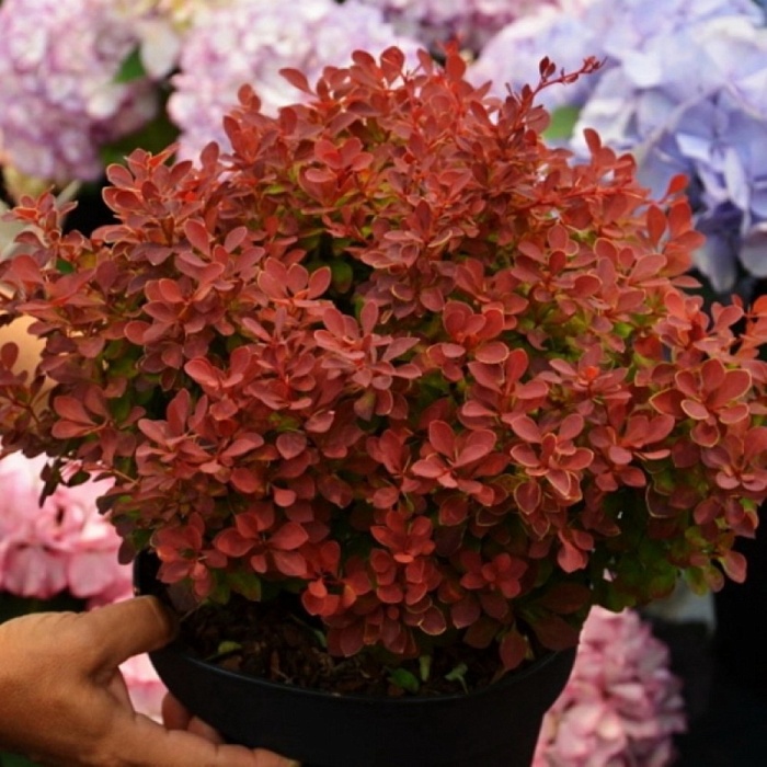 Барбарис Руби Стар 1шт (КолЛайн)