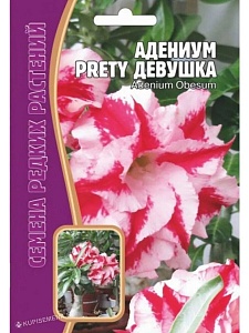 Адениум Прелестная Девушка 3шт (Григорьев)