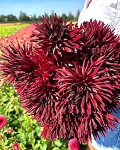 Георгина Блэк Нарциссус 1шт (КолЛайн)