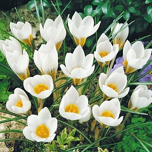 Крокус Сноубантинг 1шт (КолЛайн) 10шт/уп