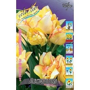 Тюльпан Акилла 1шт (КолЛайн) 8шт/уп