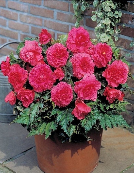 Бегония Бахромчатая Розовая 1шт (Садовита) 3шт/уп