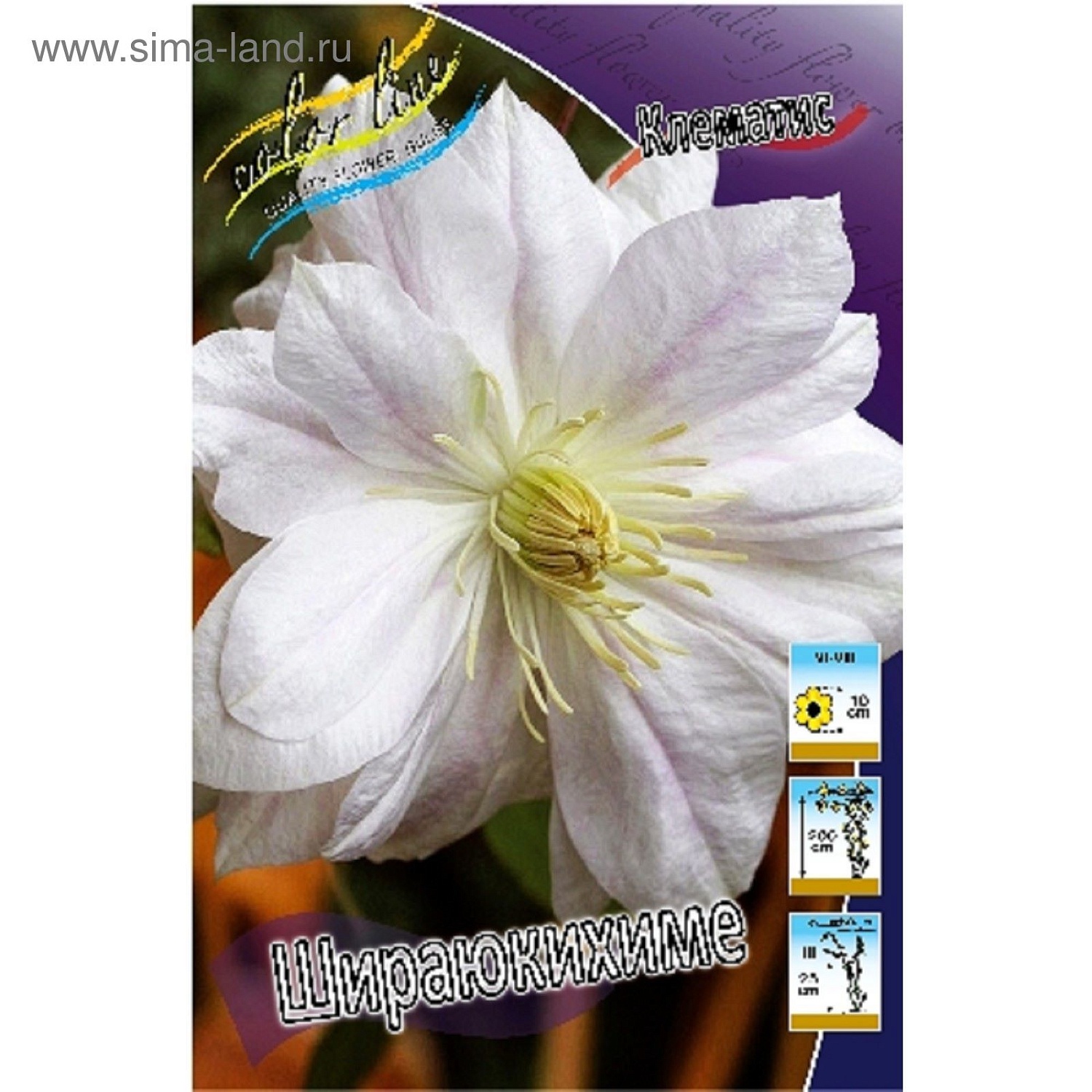 Клематис Шираюкихиме 1шт (КолЛайн) 2шт/уп