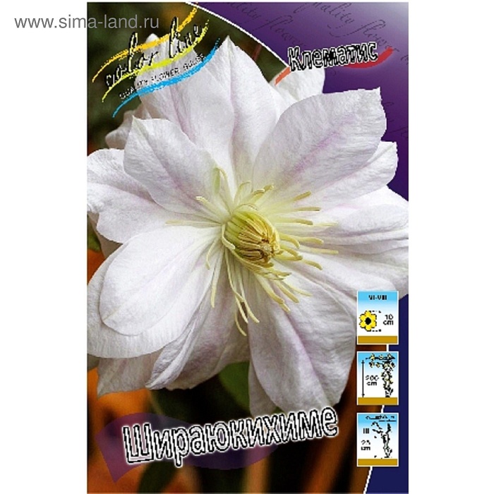 Клематис Шираюкихиме 1шт (КолЛайн) 2шт/уп