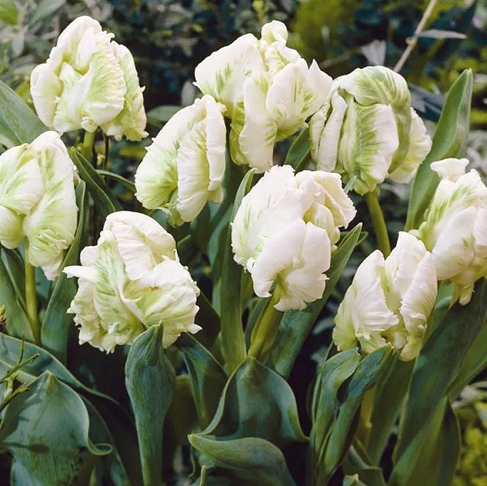 Тюльпан Аграсс Пэррот 1шт (КолЛайн) 5шт/уп