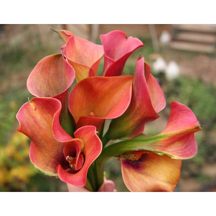 Калла Капитан Сафари 1шт (КолЛайн) 2шт/уп