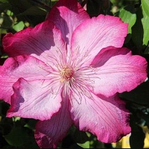 Клематис Либерти 1шт (КолЛайн)