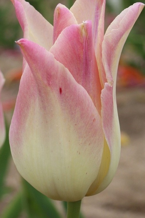 Тюльпан Элегант Лэди 12/+ 1шт (Садовита) 10шт/уп