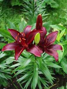 Лилия Мапира 12/14 1шт (Садовита) 5шт/уп