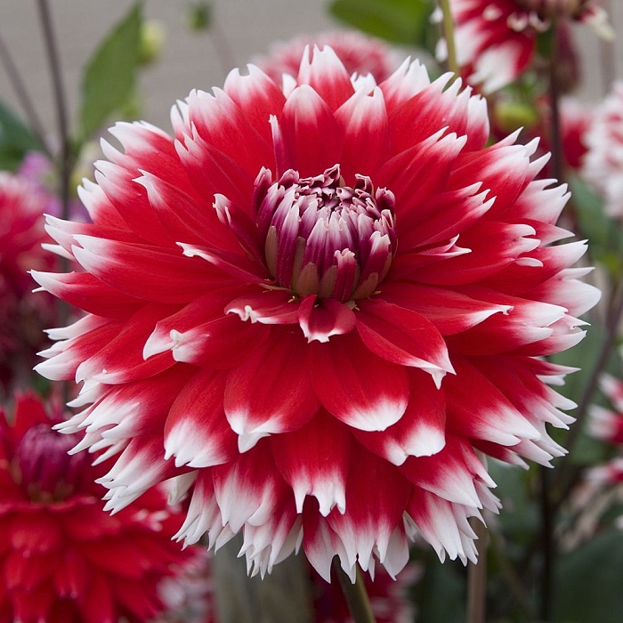 Георгина Дабл Жу 1шт (КолЛайн)