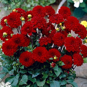 Георгина Гэллери Зингер 1шт (КолЛайн)