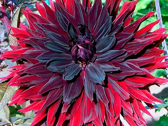 Георгина Блэк Джек 1шт (КолЛайн)