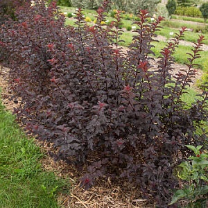 Пузыреплодник Файрсайд 1шт (КолЛайн)