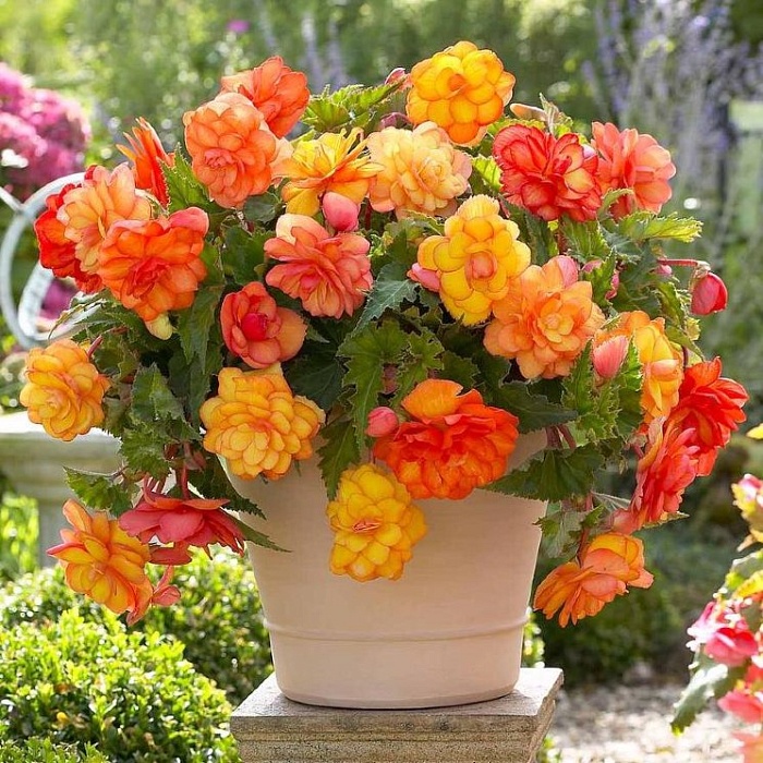 Бегония Ампельная Голден Бэлкони 5/6 1шт (КолЛайн) 