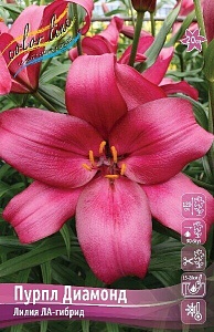 Лилия Пурпл Диамонд 12/14 1шт (КолЛайн) 7шт/уп