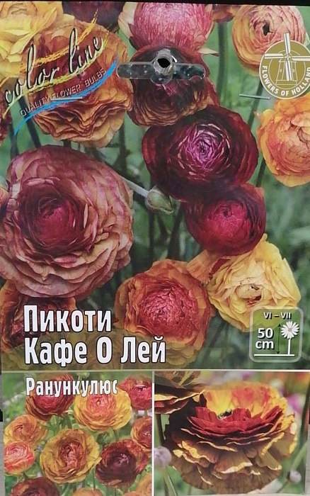 Ранункулюс Пикоти Кафе о лей 1шт (КолЛайн) 10шт/уп
