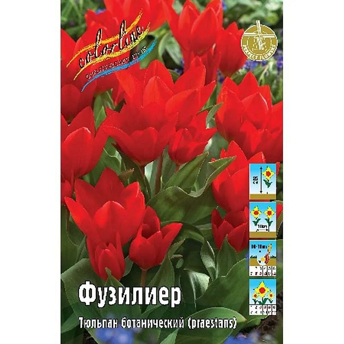 Тюльпан Фузилиер 1шт (КолЛайн) 8шт/уп 