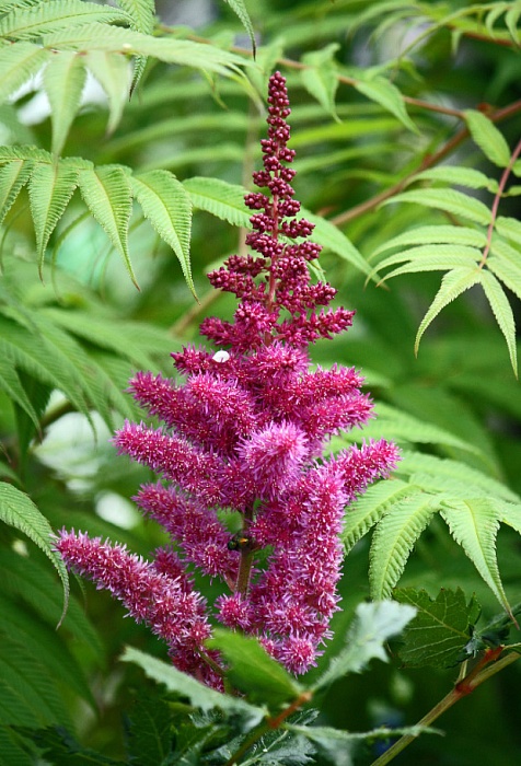 Астильба Вижион Ин Ред 1шт (КолЛайн)