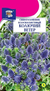 Синеголовник Колючий ветер ц/п (УУ)