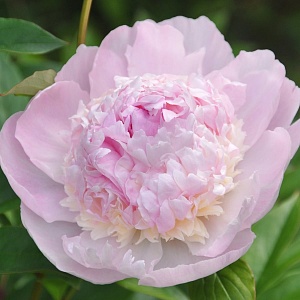 Пион Ангел Чикс 1шт (КолЛайн)