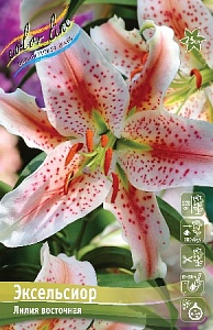 Лилия Эксельсиор 12/14 1шт (КолЛайн) 