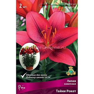 Лилия Тайни Рокет 10/12 1шт (КолЛайн) 2шт/уп
