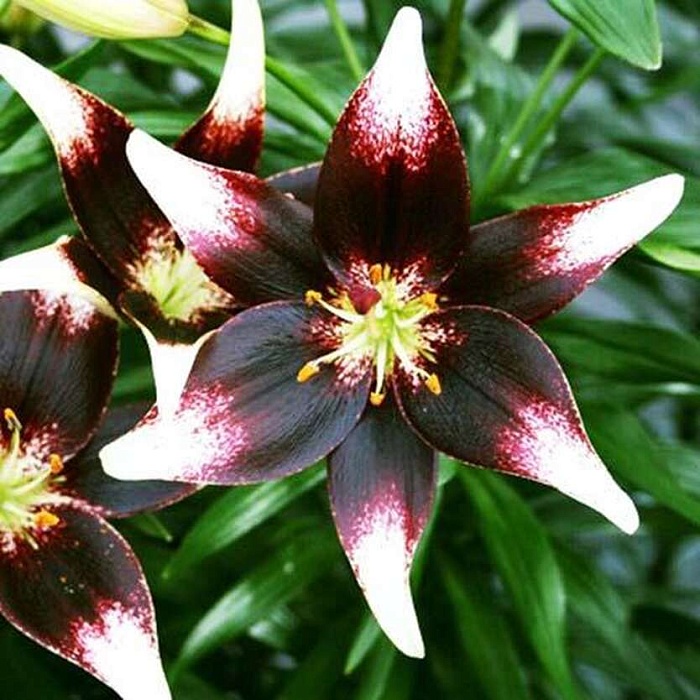 Лилия Нэттиз Прайд 12/14 1шт (Садовита) 5шт/уп