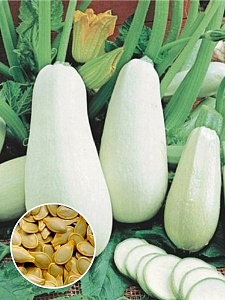Кабачок Белоплодный 1кг (ПрСидс)