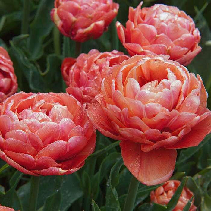 Тюльпан Коппер Имедж 1шт (КолЛайн) 8шт/уп