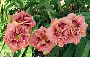 Лилейник Дабл Пинк Уандер 1шт (КолЛайн)