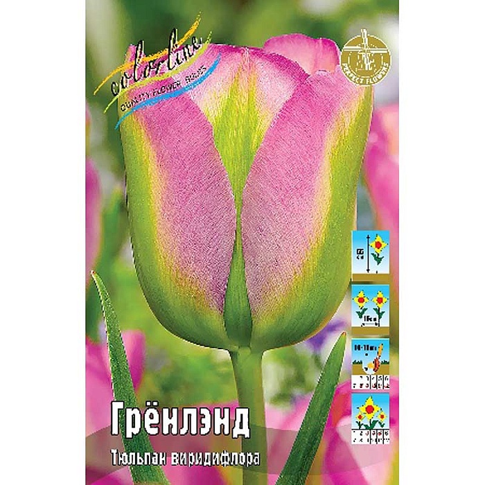 Тюльпан Гренлэнд 1шт (КолЛайн) 2шт/уп 
