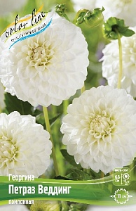 Георгина Петраз Веддинг 1шт (КолЛайн)