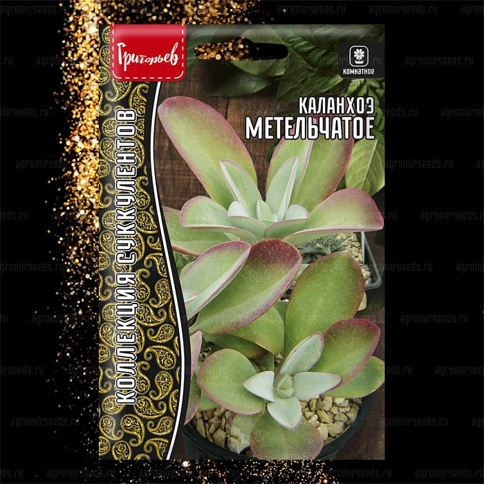 Каланхоэ Метельчатое 3шт (Григорьев)