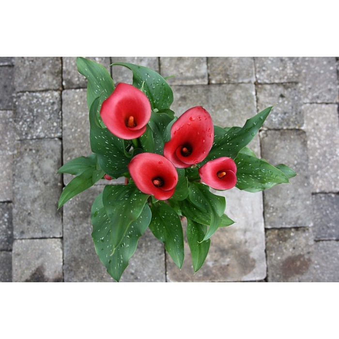 Калла Ред Сокс 1шт (КолЛайн) 2шт/уп