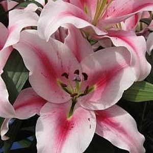 Лилия Фронтера 12/14 1шт (КолЛайн) 2шт/уп