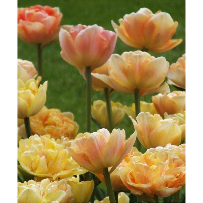 Тюльпан Шарминг Бьюти 1шт (КолЛайн) 8шт/уп