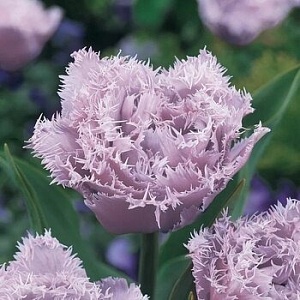 Тюльпан Маскот 1шт КолЛайн) 2шт/уп