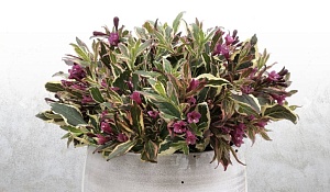 Вейгела Олл Саммер Монэ 1шт (КолЛайн)