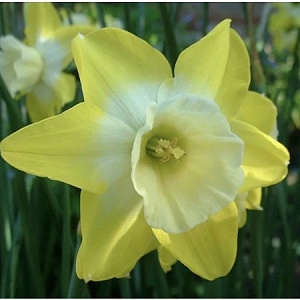 Нарцисс Хиллстар 1шт (КолЛайн) 5шт/уп