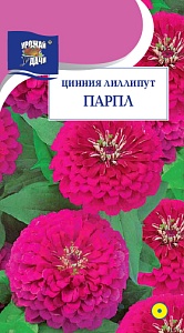 Цинния Лиллипут Парпл 0,3г ц/п (УУ)