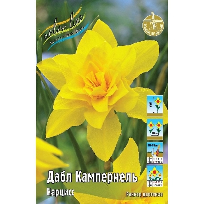 Нарцисс Дабл Кампернель 10/12 1шт (КолЛайн) 7шт/уп